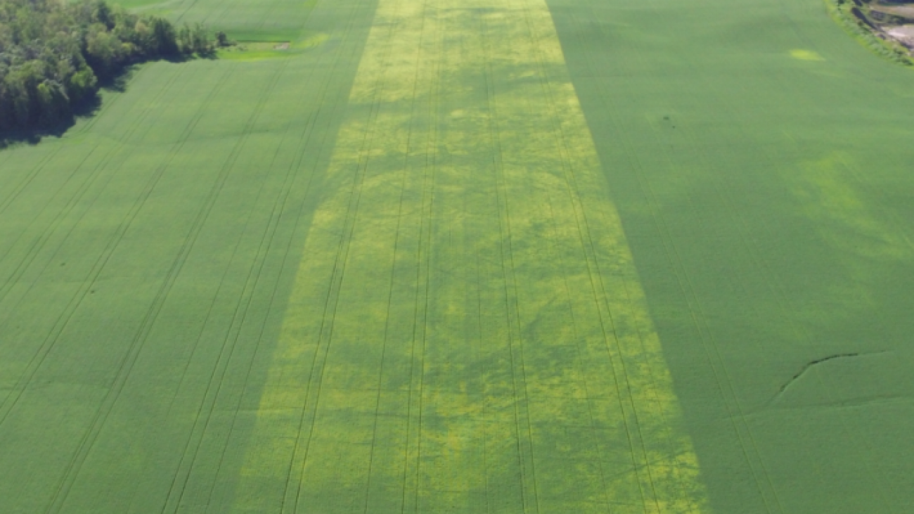 effect sulphur in wheat