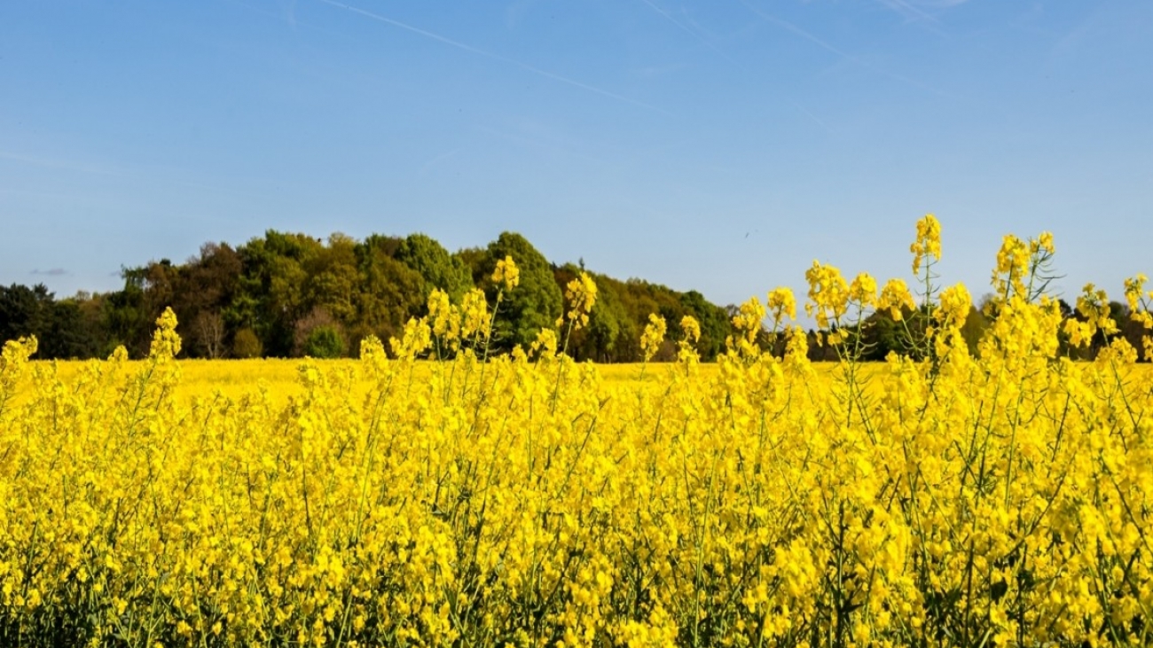 گوگرد پودری و فواید آن برای گیاهان